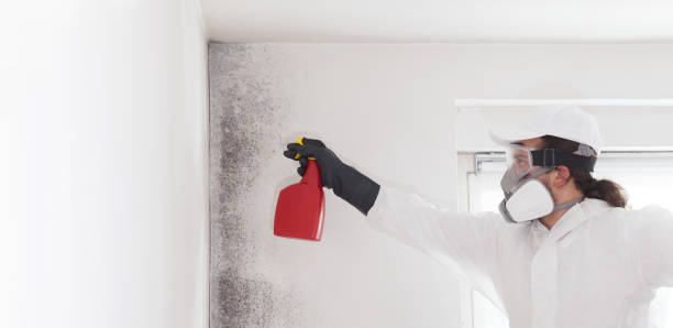 Professional Mold Remediation in Snead, AL